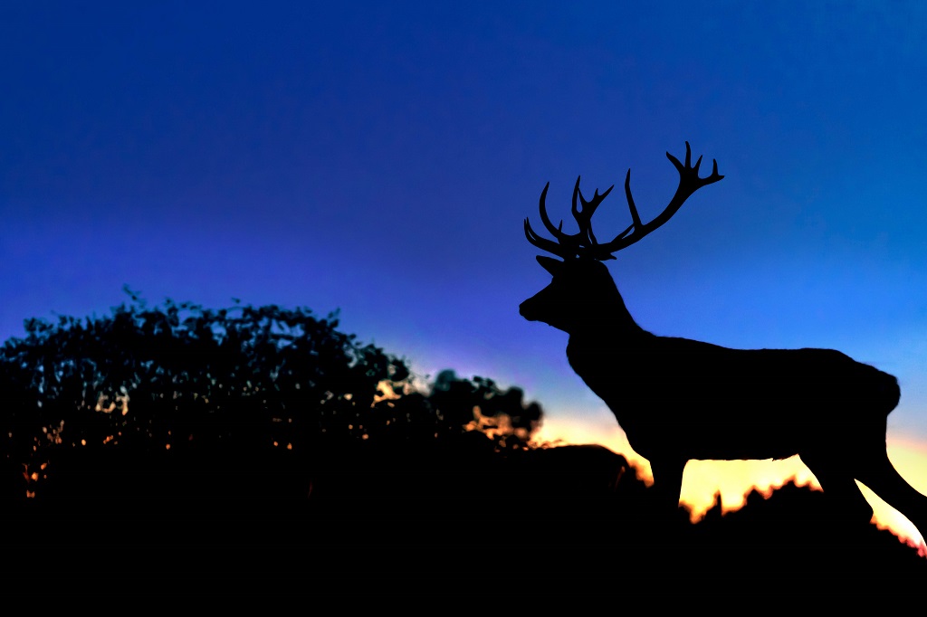 VEILLÉE DU BRÂME AUX CERFS DE LA FARDELLIÈRE Complet