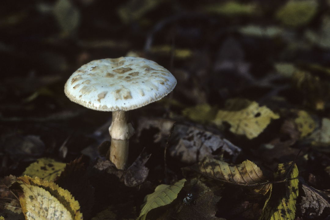 Balade ONF « A la cueillette des champignons »