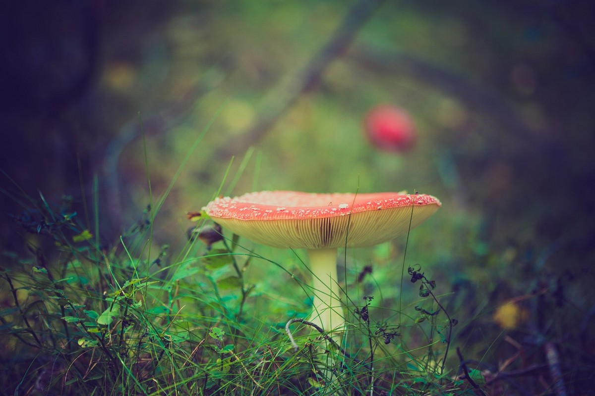 Les champignons, un monde à part Le 13 oct 2024