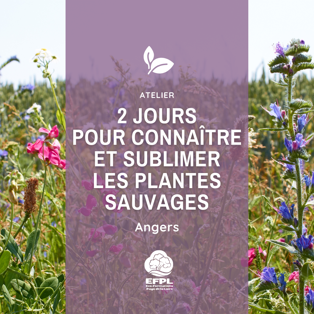 Atelier : 2 jours pour connaître et sublimer des plantes... Le 16 nov 2024