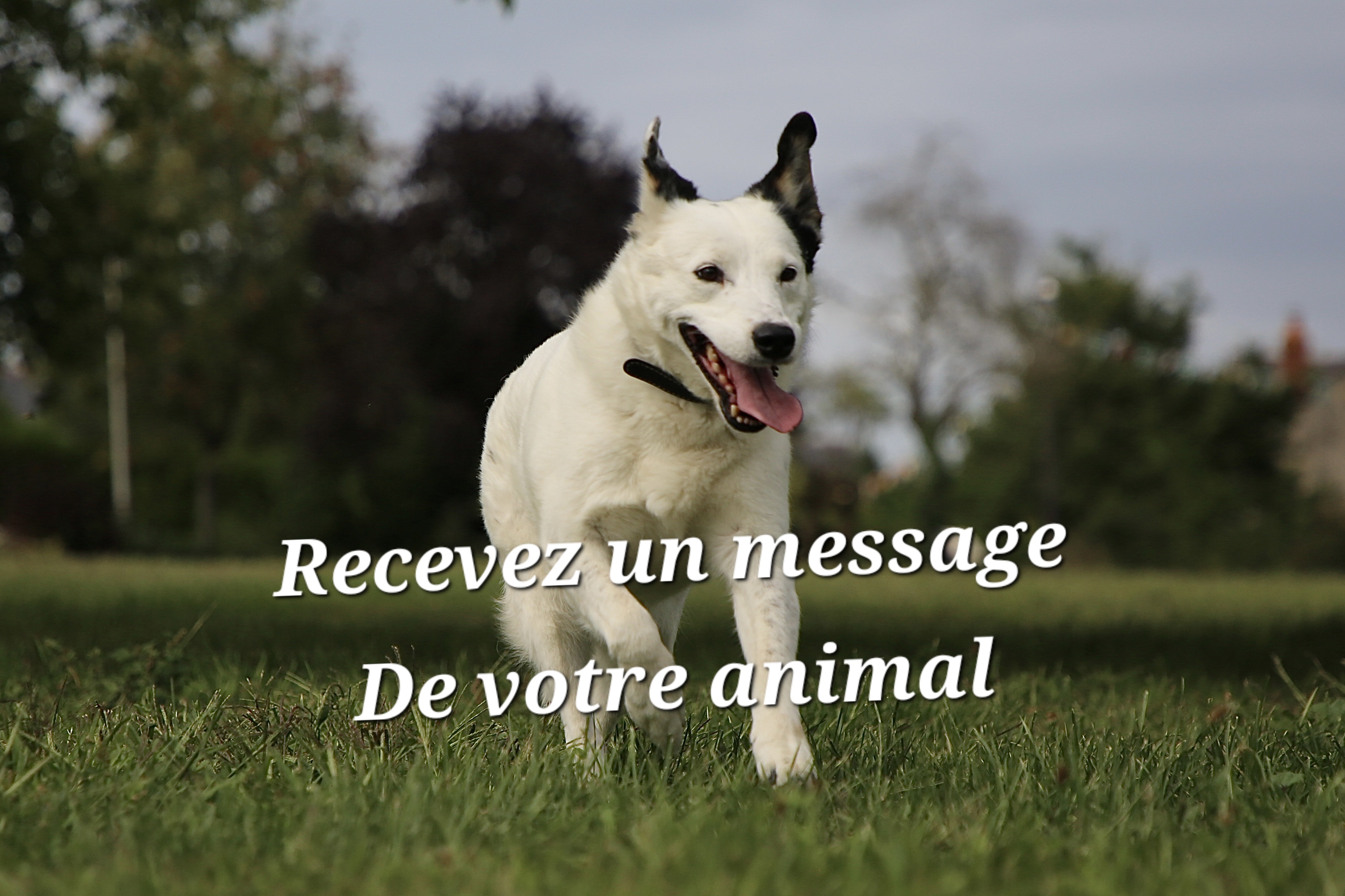 Atelier "Recevez un message de votre animal" à Baugé Le 12 déc 2024