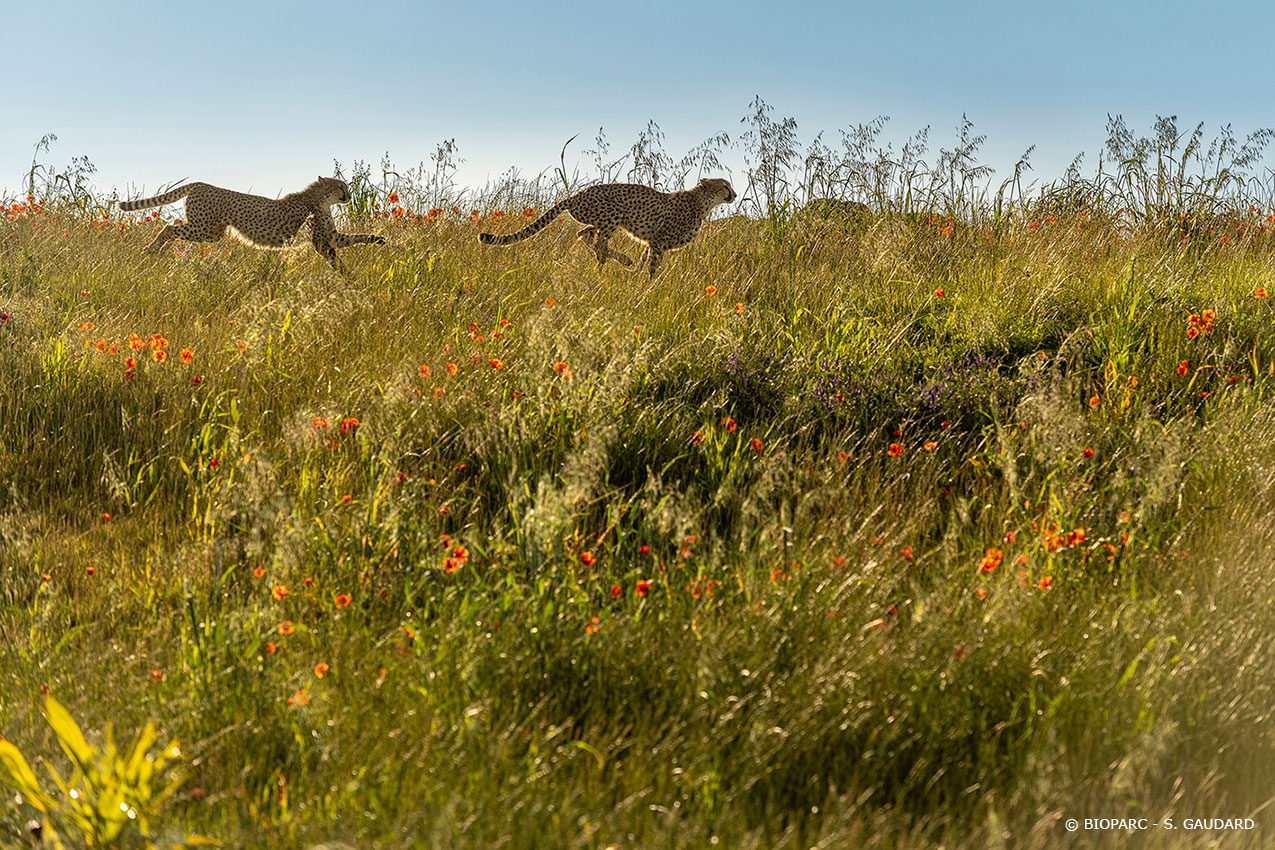 COURSE NATURE DU BIOPARC Le 17 nov 2024