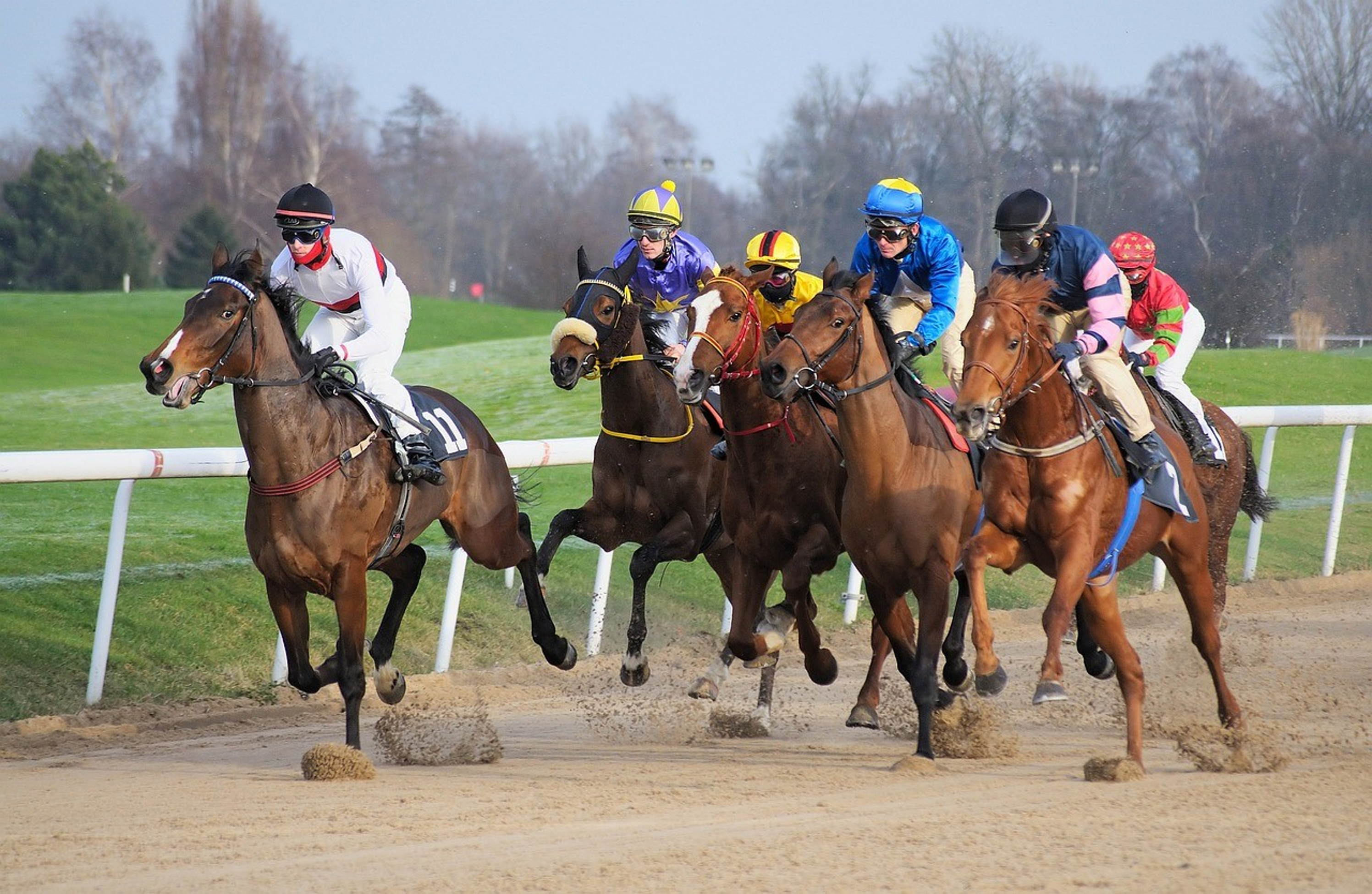 COURSES HIPPIQUES : OBSTACLES, TROT, PLAT Le 3 nov 2024