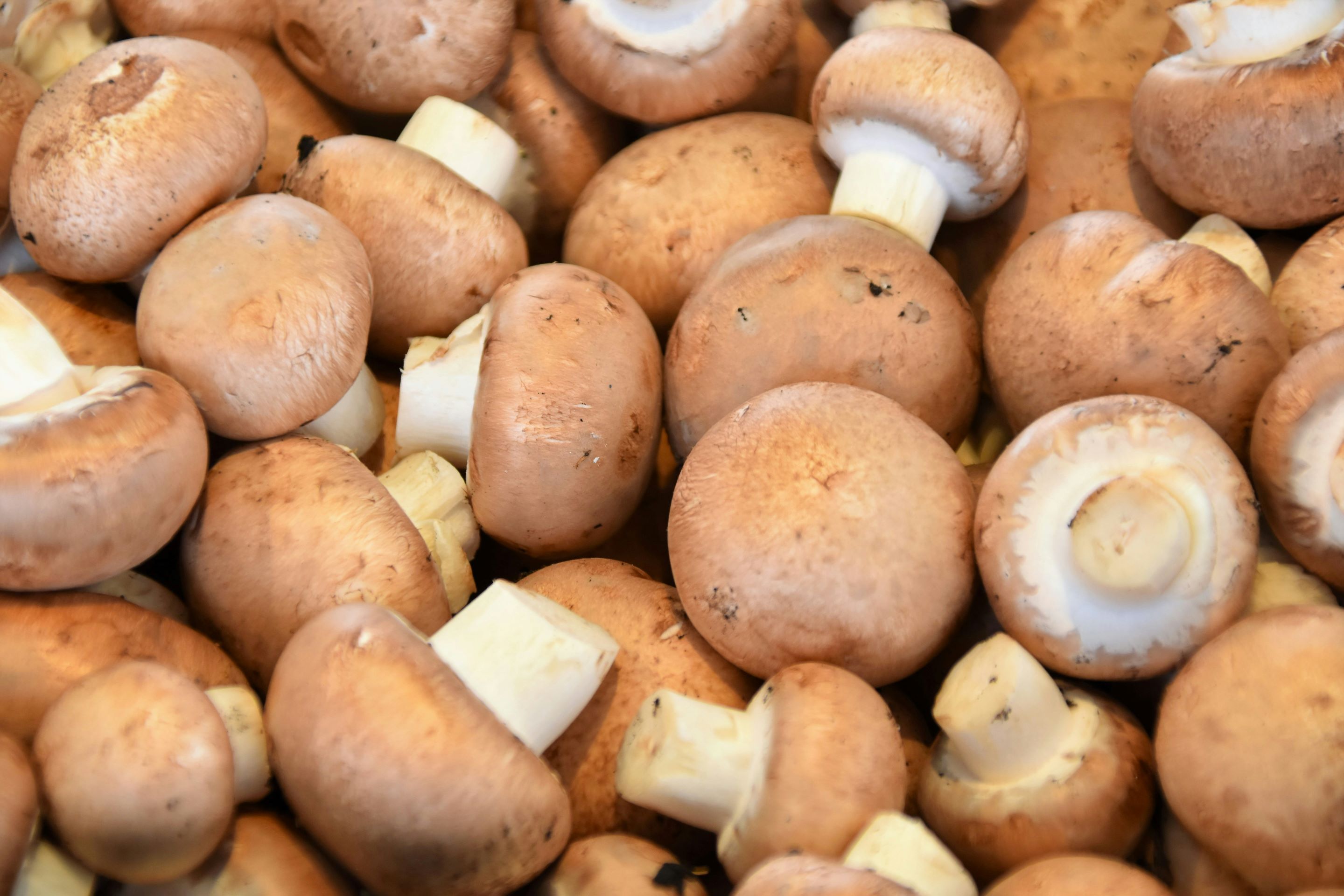 Les premiers champignons d