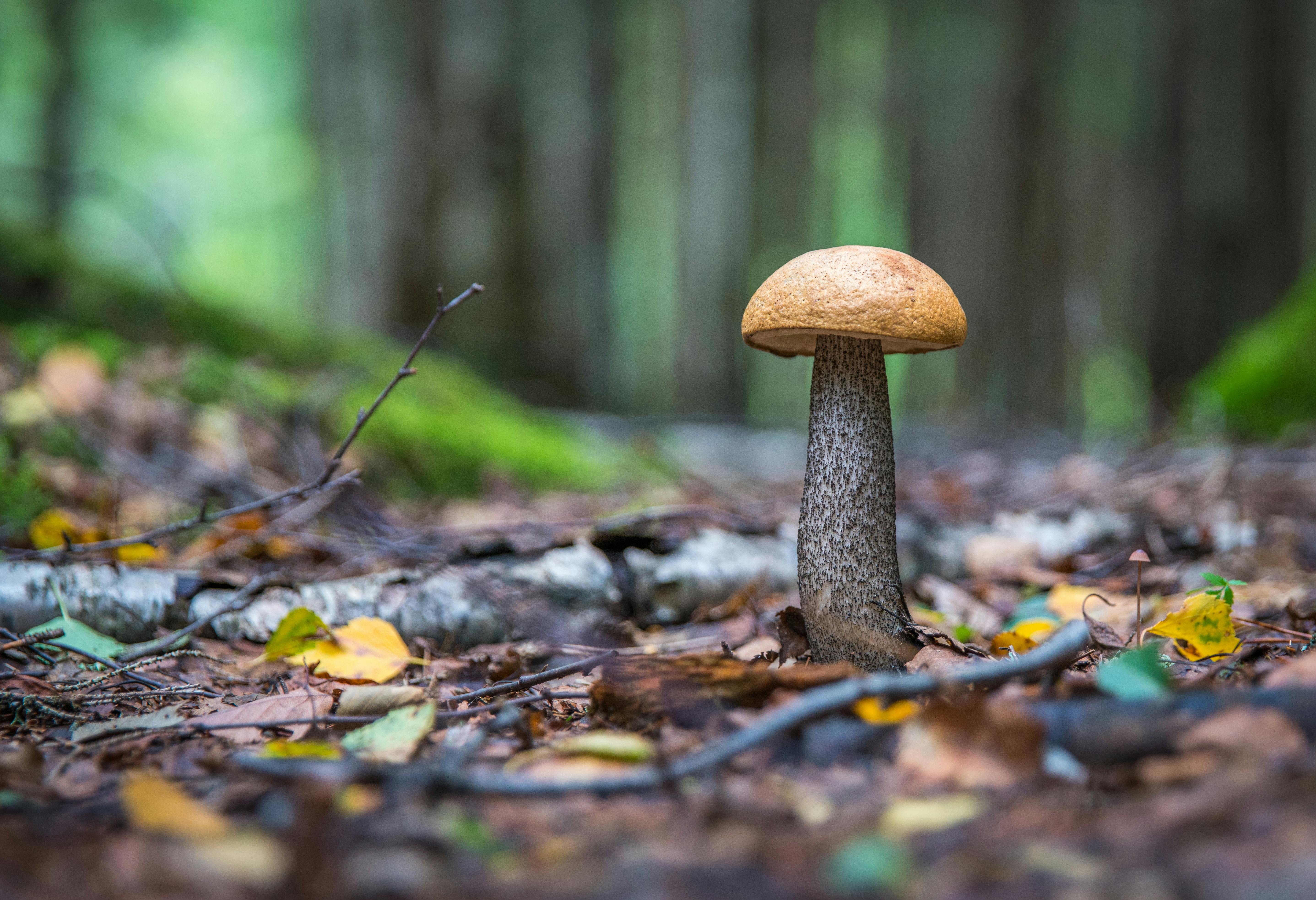 Les lundis des champignons Du 23 sept au 25 nov 2024