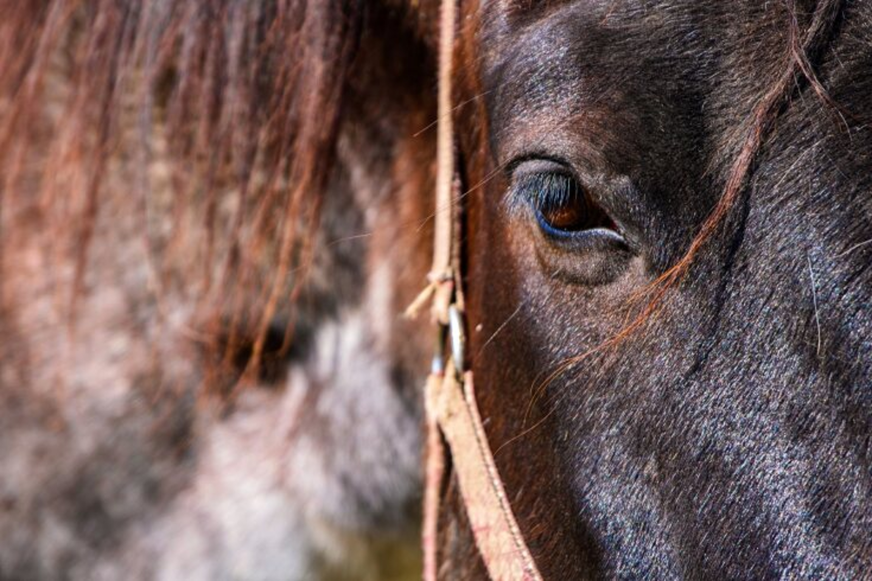 Offcheval : le festival hors les murs - Exposition d