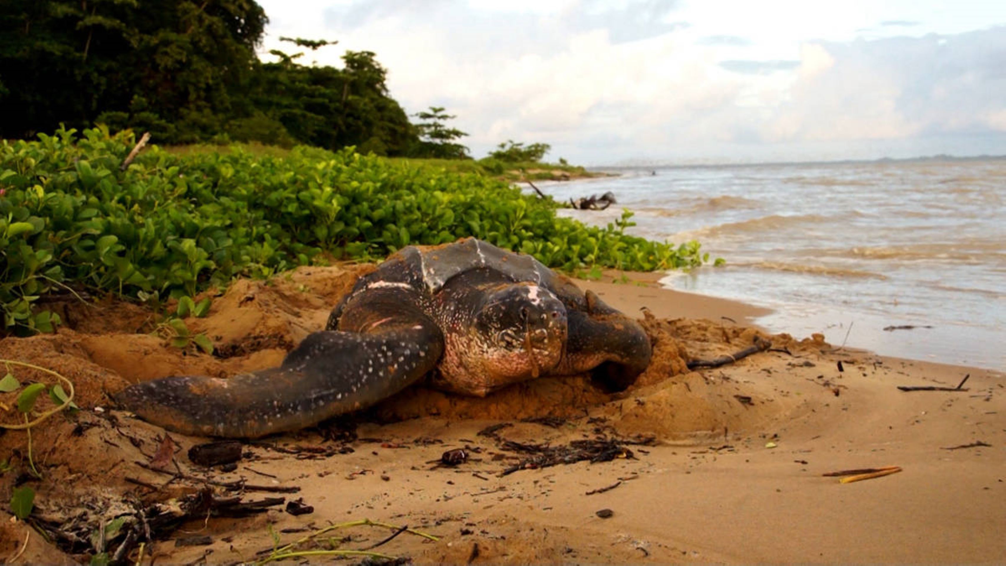 Ciné-conférence - Le Cercle des Voyageurs : Guyane,... Le 27 nov 2024