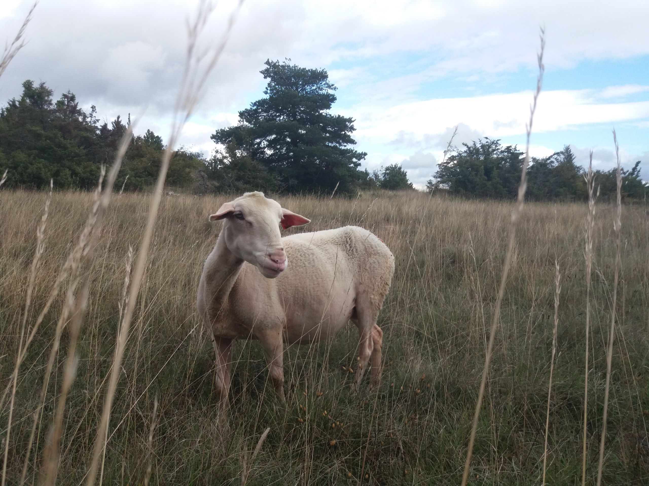 Larzac ! De Philippe Durand / Cie 13:36