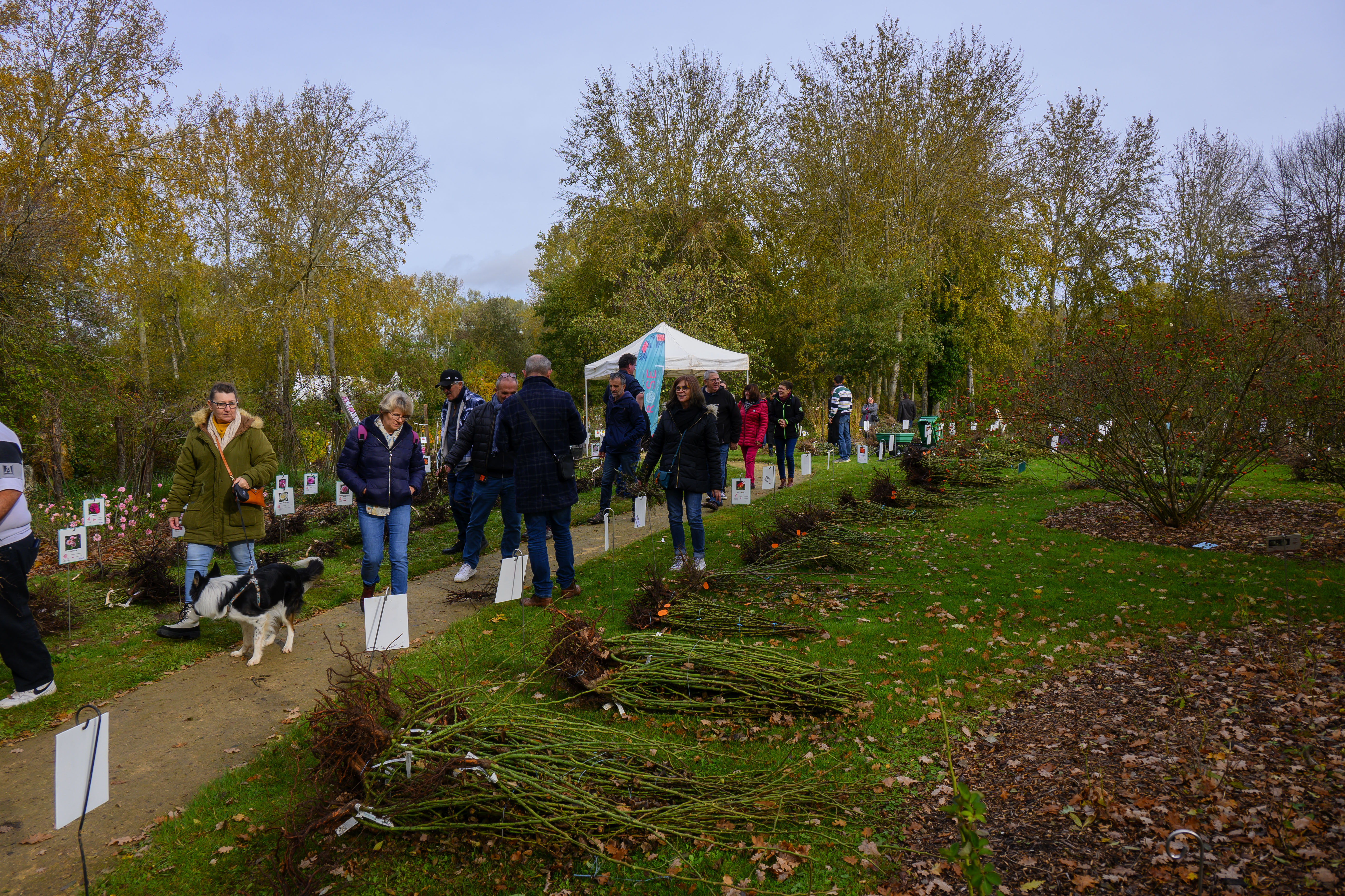 Fête des rosiers d