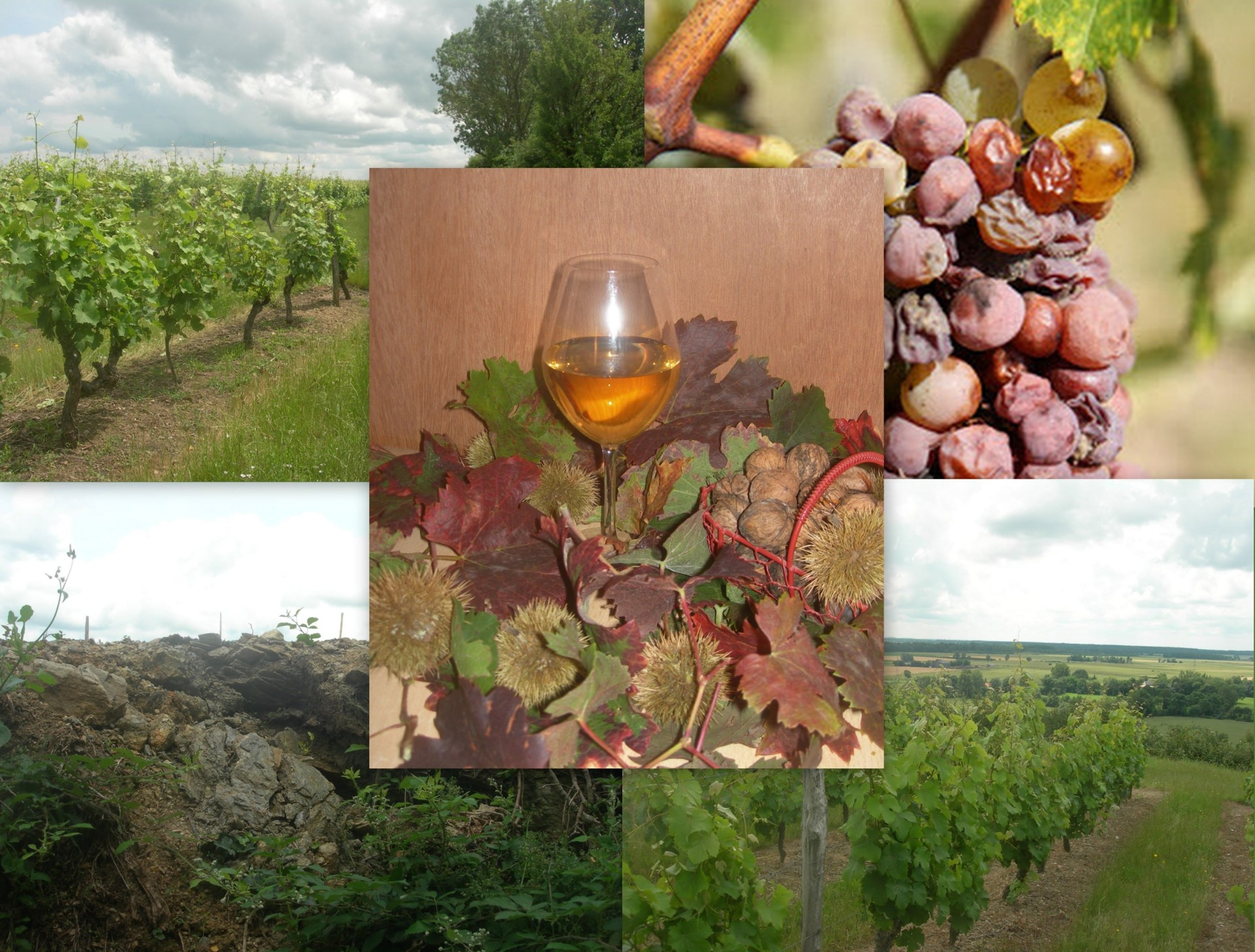 Balade commentée dans le vignoble : "Le Trésor d