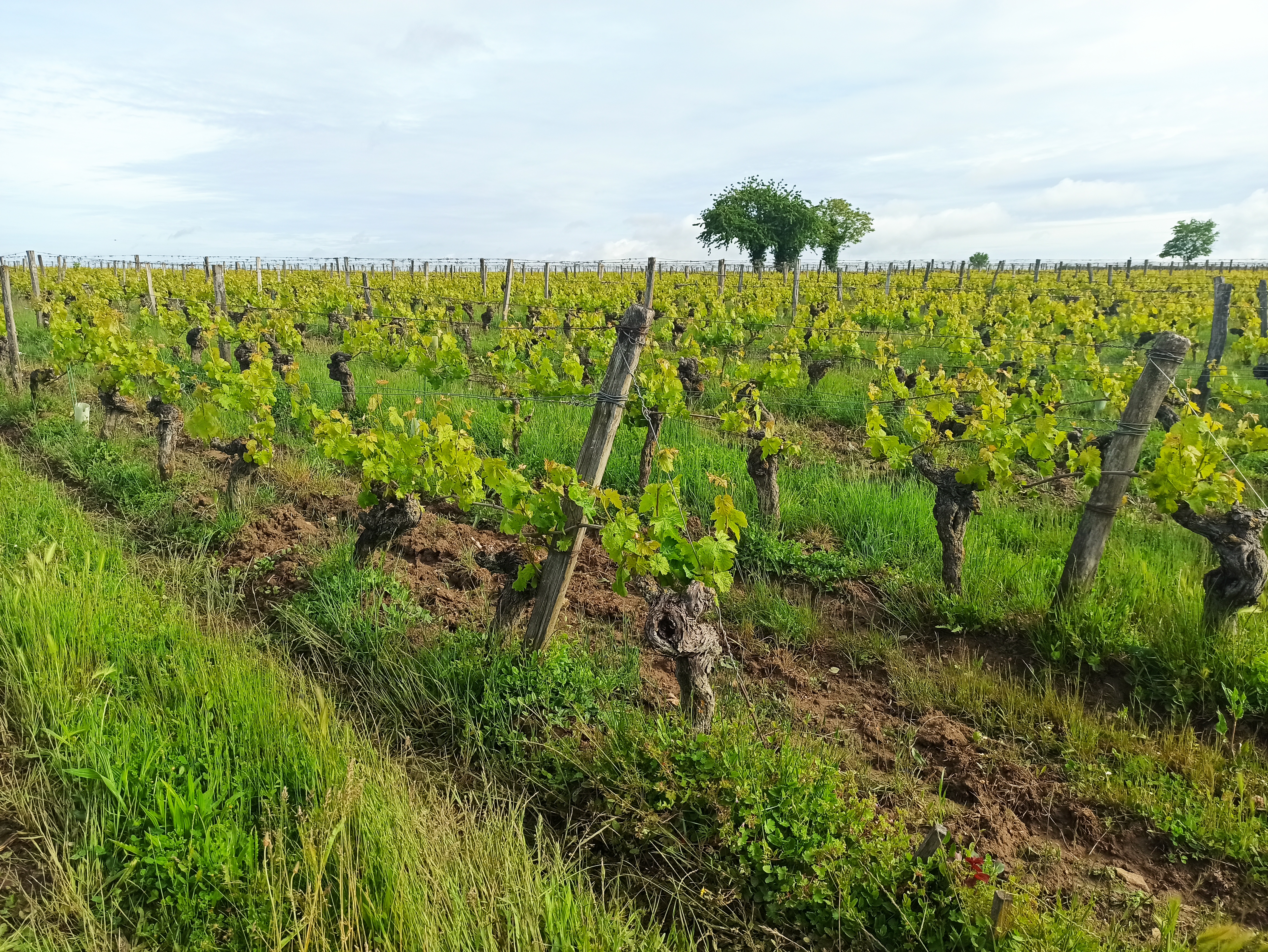 Secrets de vignes Du 1 janv au 31 déc 2025