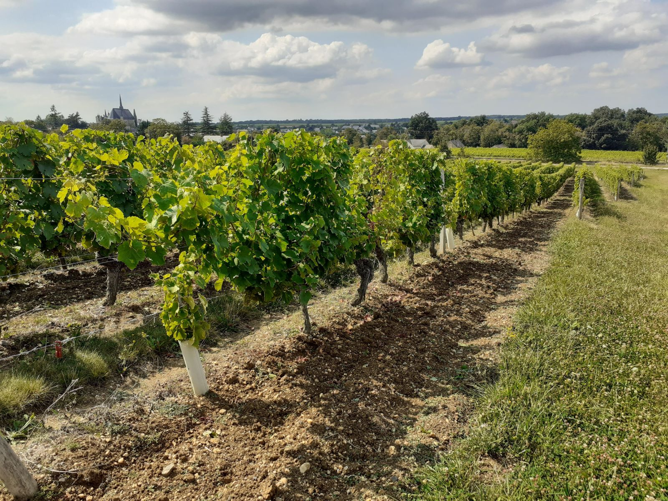 Balade commentée dans le vignoble : "La Vigne de Château" Du 1/11/2024 au 31/12/2025