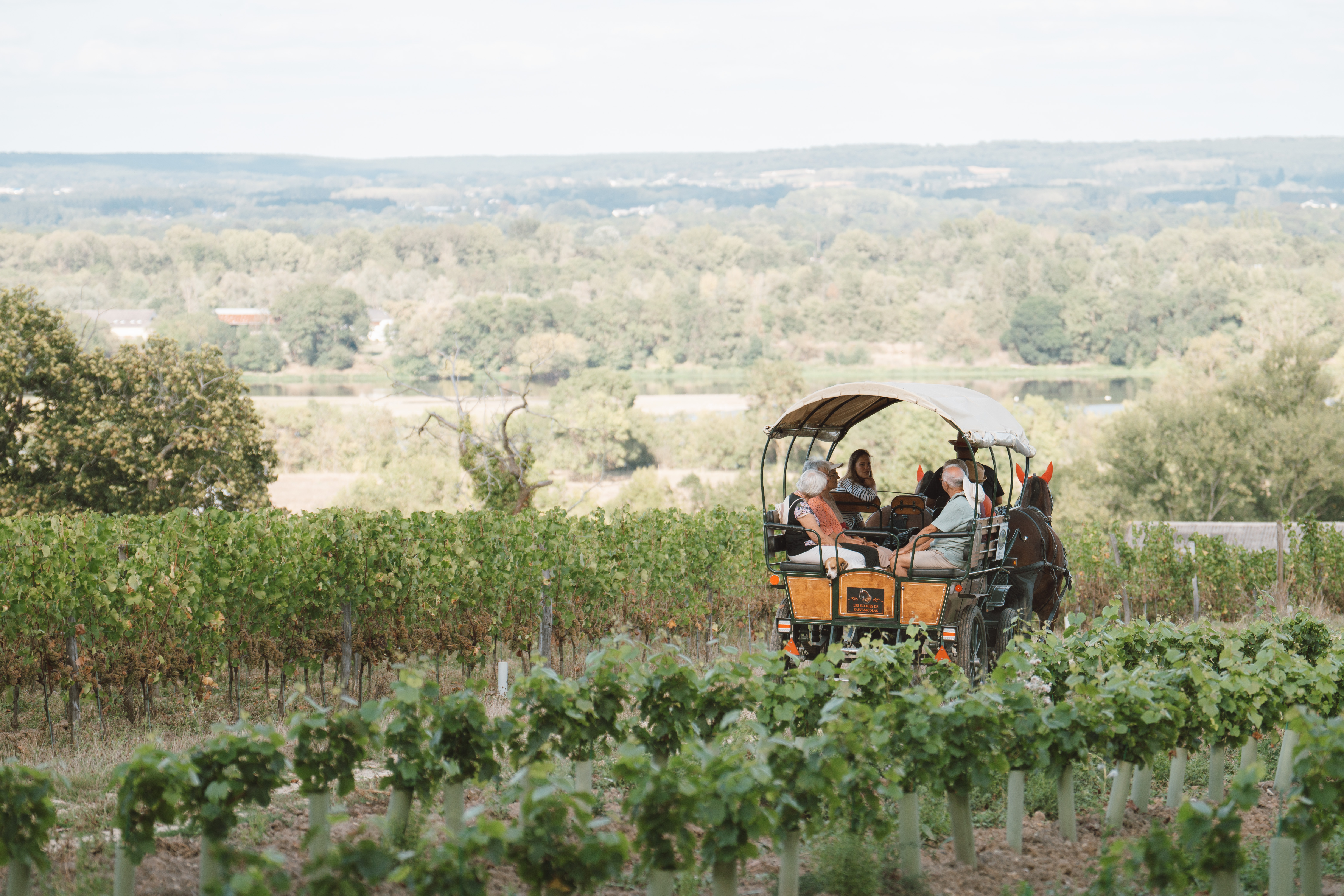 Le vignoble en calèche de la Maison Langlois Du 15/5/2025 au 30/9/2026