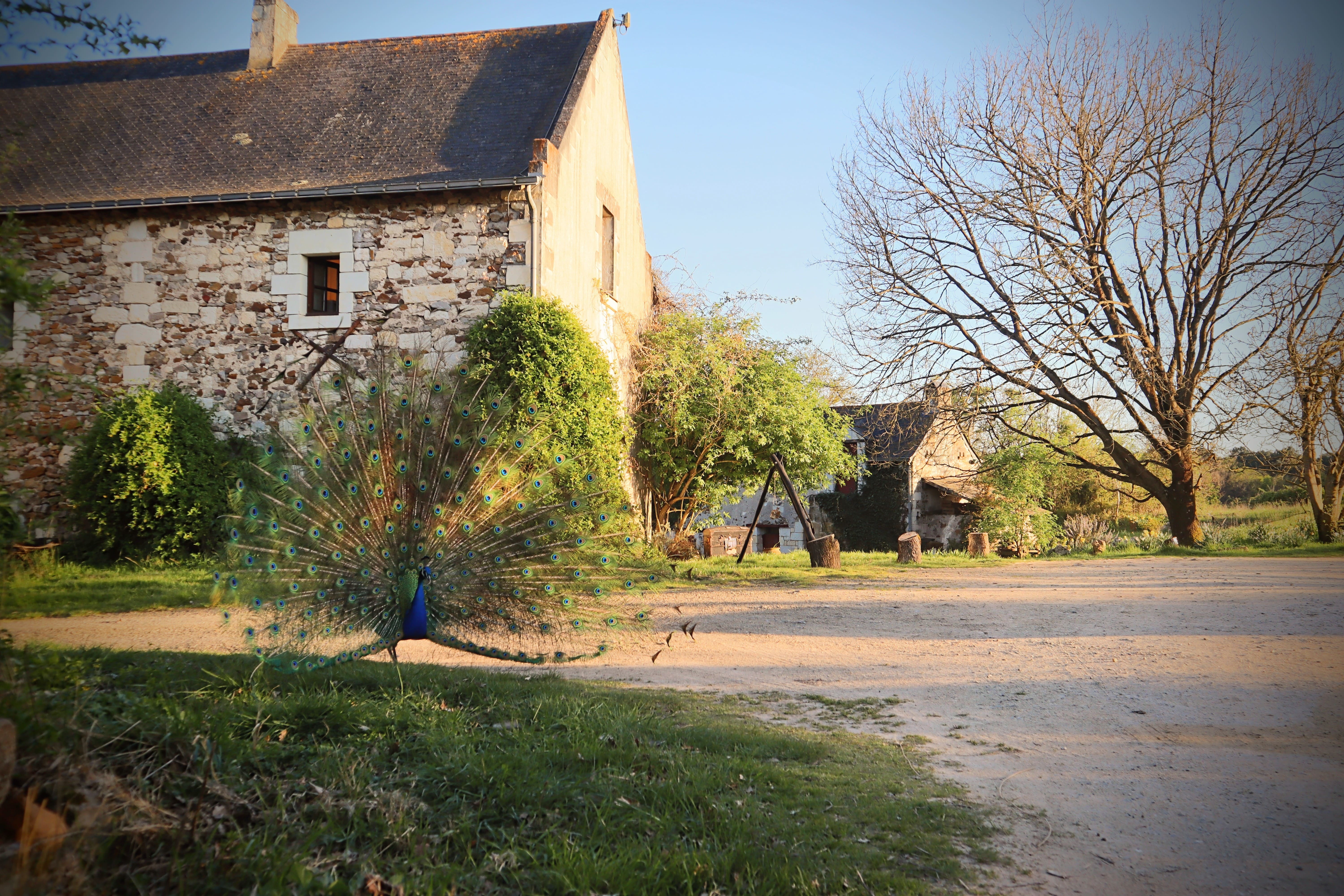 Éco-lieu du Bois Davy, GENNES-VAL-DE-LOIRE photo 5