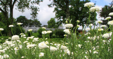 JARDIN CAMIFOLIA, CHEMILLE-EN-ANJOU