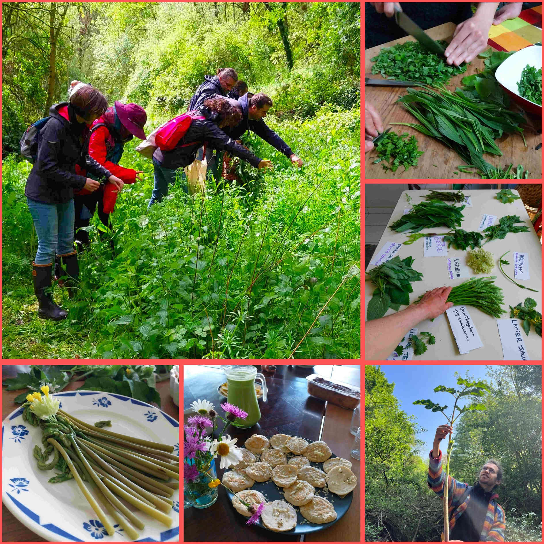 Stage plantes sauvages comestibles / RECONNAISSANCE - CUEILLETTE... Le 12 avr 2025