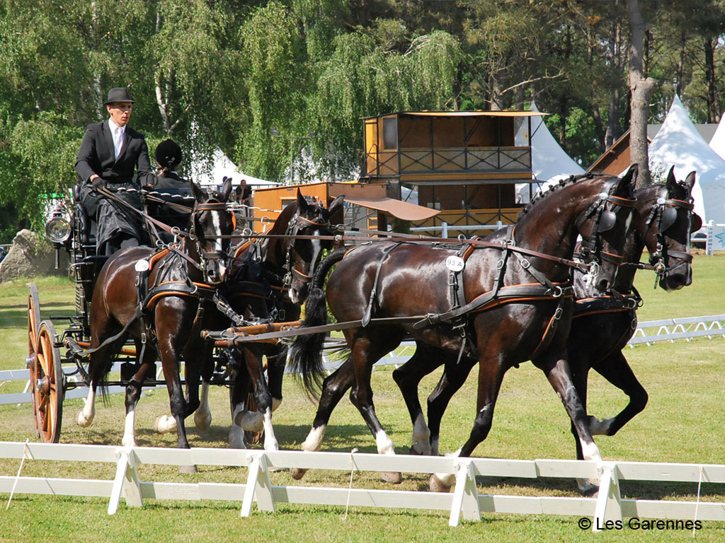 CONCOURS D'ATTELAGE INTERNATIONAL À SAUMUR, VERRIE