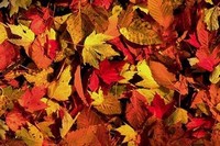 FOIRE D'AUTOMNE À MONTREUIL-BELLAY