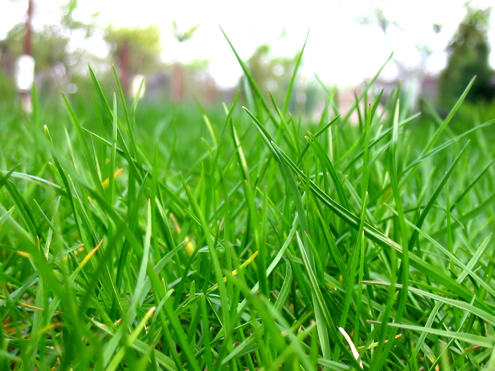 Herbe Herbe