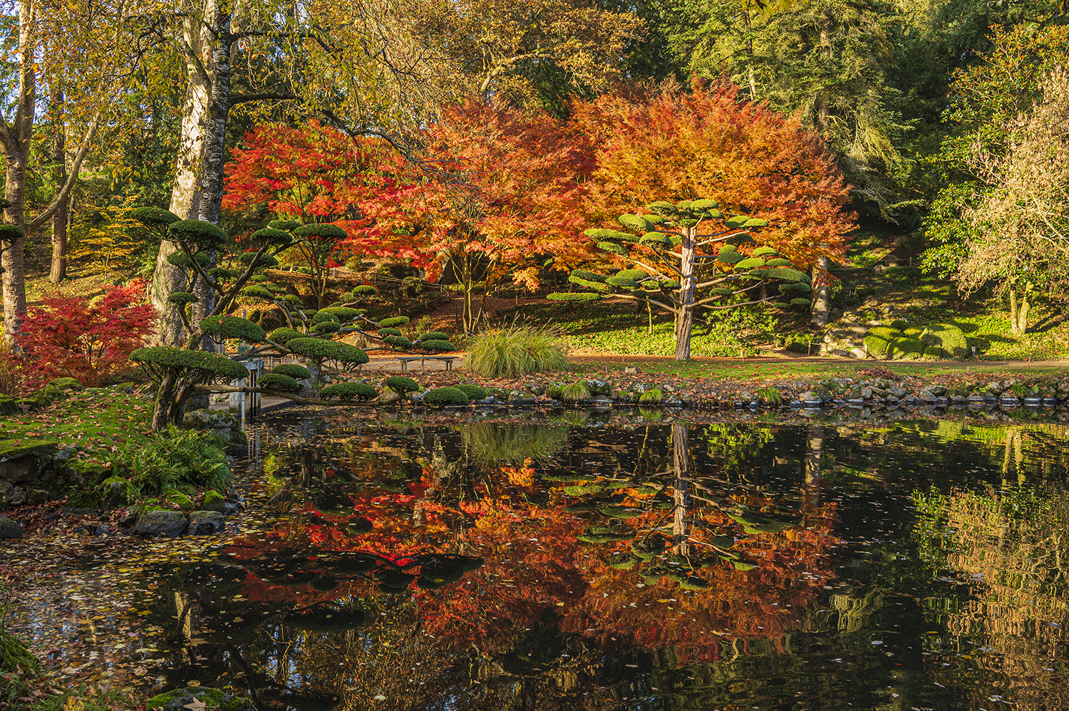 MOMIJI Du 8 au 16 nov 2025