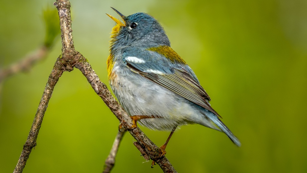 Atelier "Autour des oiseaux" avec le CMJ et la LPO Le 23 nov 2024