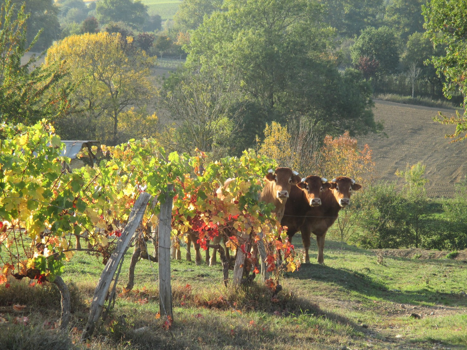 PORTES OUVERTES AU DOMAINE CHEVRIER