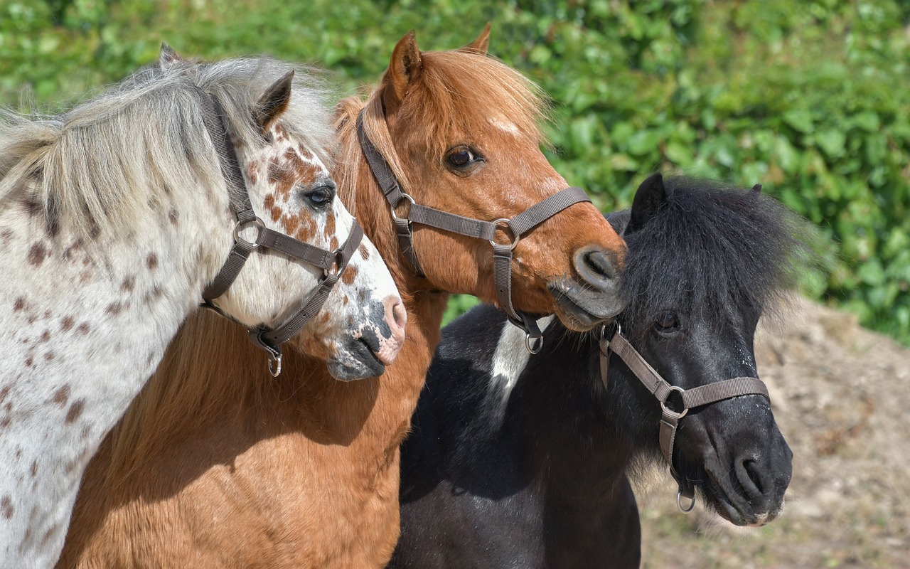 Vacances Toussaint - Balades poneys ferme Agri