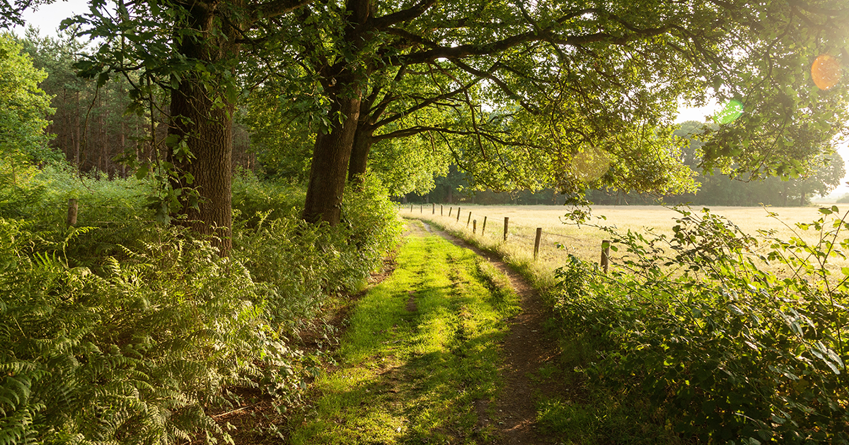 sentier de la Joussais