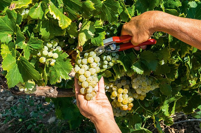 JOURNÉE VENDANGES AU DOMAINE DE TERREBRUNE Le 22 sept 2024