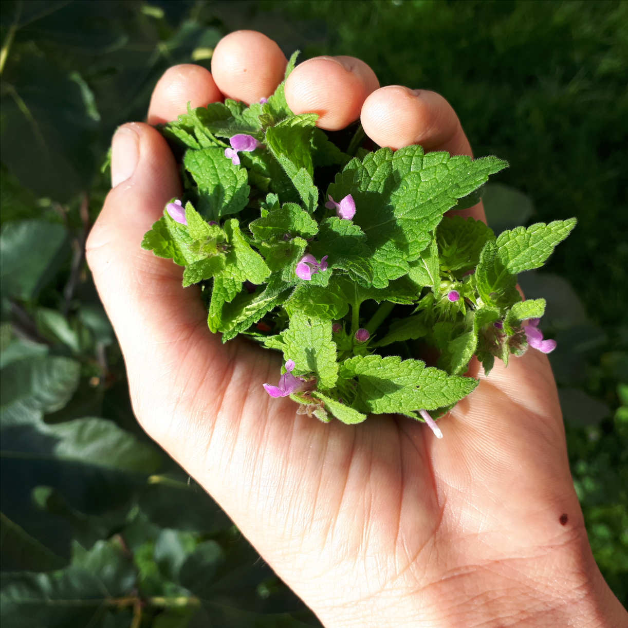 JOURNÉES DU PATRIMOINE - MARCHE ÉQUINOXE ET PLANTES SAUVAGES COMESTIBLES